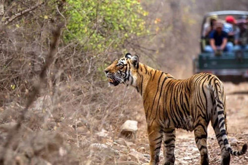 jaipur-ajmer-pushkar-udaipur-tour